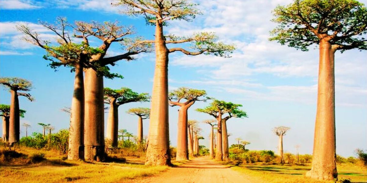 Flights to Madagascar
