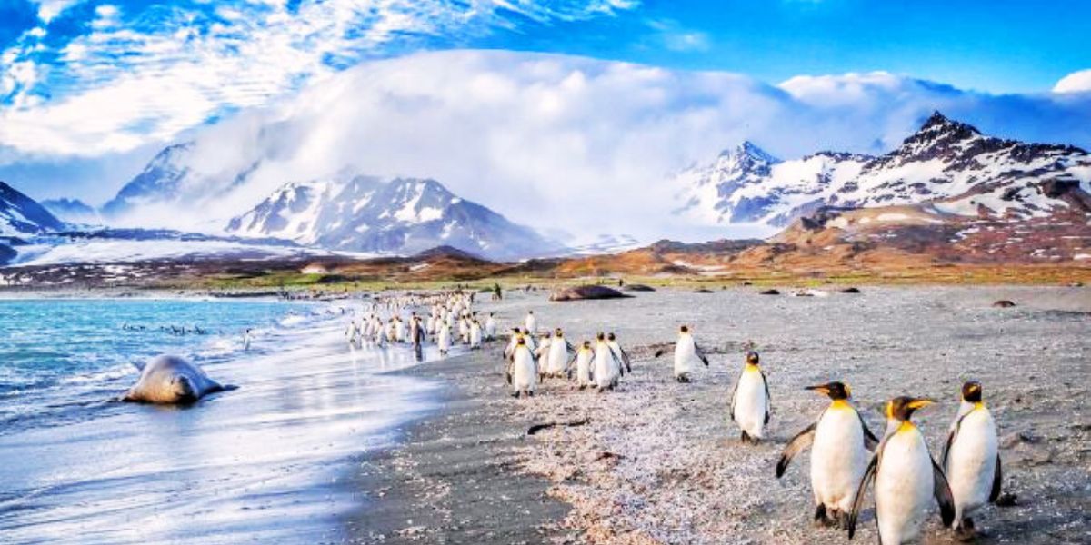 Flights to South Georgia and the South Sandwich Islands